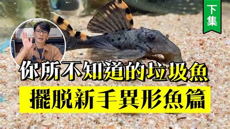 鼠魚入門|你所不知道的「老鼠魚」!擺脫新手【鼠魚篇】